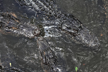 Close up image of alligator