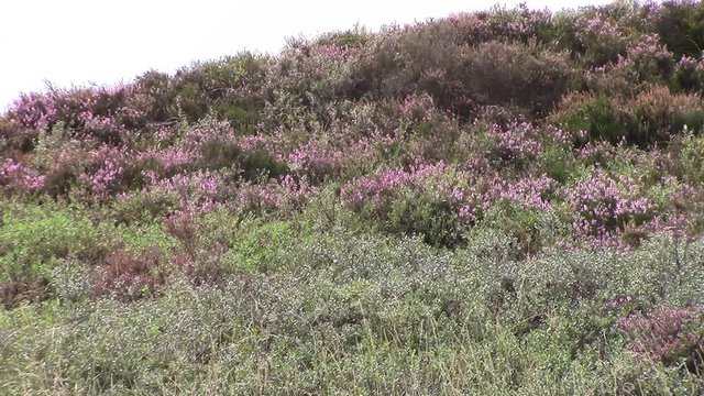 A Danish moor with flowering heather on a summer day. Landscape from Tisvilde forest and coastal area on the Danish main island of Sealand / Zealand