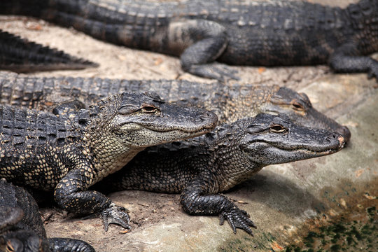 Close up image of alligator