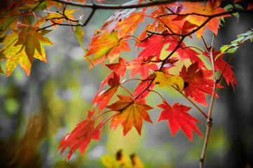 Naklejka na ściany i meble autumn leaves