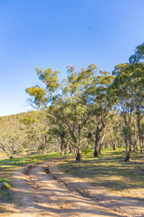 Bush Track vert