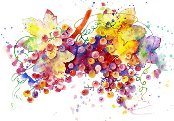 Stylish grapes isolated on a white background. The branch of grapes, watercolor painting. Plant element for design and creativity.