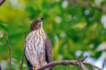 Cooper's Hawk, Accipiter cooperii, in a tree looking up.