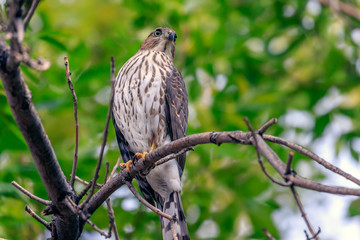Cooper's Hawk, Accipiter cooperii, perched in a tree.