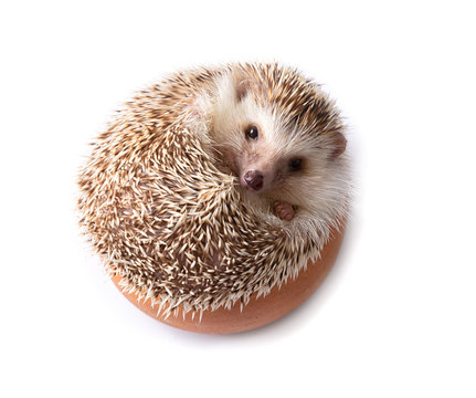 European Hedgehog isolated on white background.