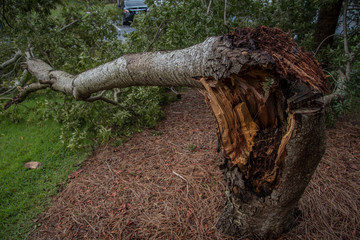 Fototapeta premium Destruction from Hurricane Michael 