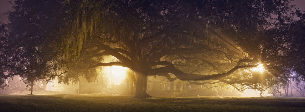 Huge Live Oak Tree in Savannah Georgia
