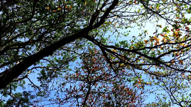 Trees clear blue skies