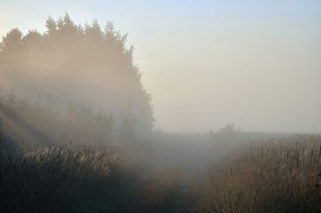 dawn and sunbeams of summer, foggy morning