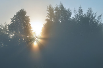 dawn and sunbeams of summer, foggy morning