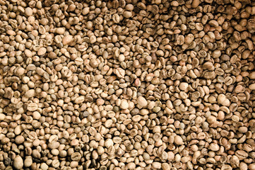 Coffee seed spread on the tray.