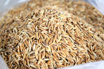 Rice grown in Thailand