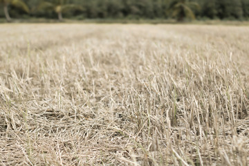 Fototapeta na wymiar Rice field in the sun.