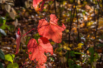 Colorful and bright background made of fallen autumn leaves