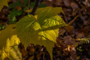 Colorful and bright background made of fallen autumn leaves