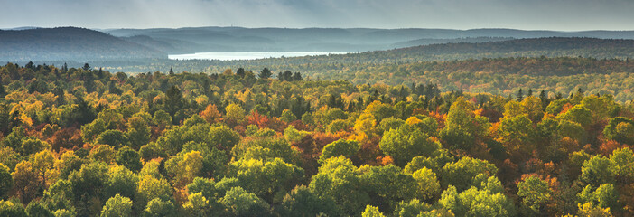 Aerial view panorama of trees in a colorful autumn season forest