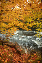 Autumn forest next to a creek in Algonquin Park Ontario Canada