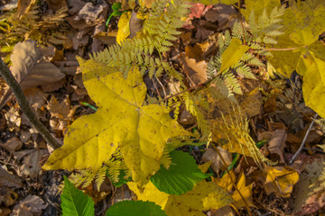 Colorful and bright background made of fallen autumn leaves