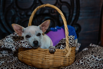 chihuahua dog inside a basket
