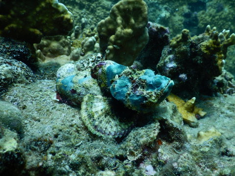 stone fish
