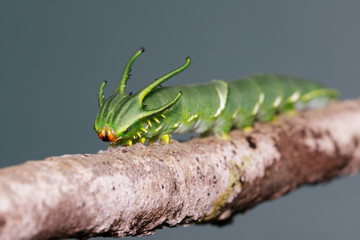 Image of Caterpillar of common nawab butterfly (Polyura athamas) or Dragon-Headed Caterpillar on nature background. Insect. Animal.