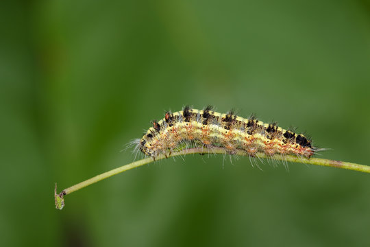 Image of Hairy caterpillar on tree branch on natural background. Insect. Worm. Animal.