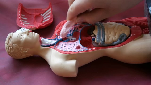 Toy model of the anatomical structure of the human body. The hands of a teenager disassemble artificial human internal organs, muscles, thorax, ruber, intestines, lungs, kidneys, heart