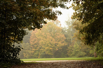 autumn in park with light morning flog