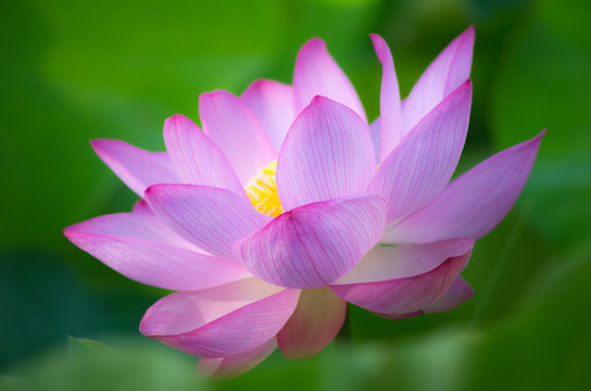 176 Best ピンク 花 庭 美しい 夏 紫 葉 赤 日本 満開 Images Stock Photos Vectors Adobe Stock 176 Best ピンク 花 庭 美しい 夏 紫 葉 赤 日本 満開 Images Stock Photos Vectors Adobe Stock