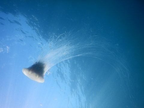 jellyfish