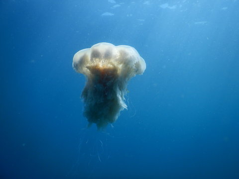 jellyfish