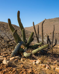 Fototapeta na wymiar Large cactus in desert