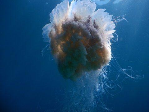 jellyfish