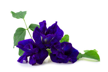 Naklejka premium Close up of Butterfly pea flower isolated on a white background