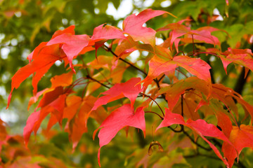 Red Leaves in Autumn