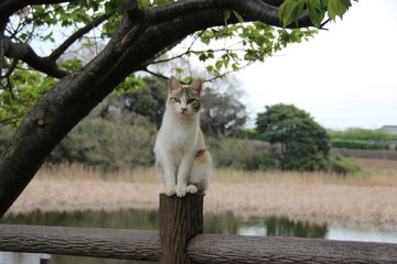 Fototapeta premium ネコ