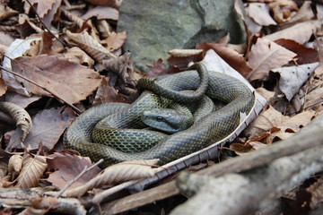 アオダイショウ