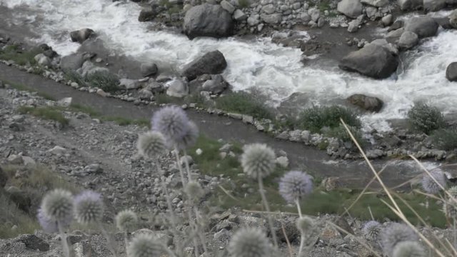 Dandelion-like herbs flowing in the air with River Indus flowing in the background 
Shifting focus shot of dandelion-like herbs flowing in the air with River Indus flowing in the background