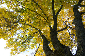  yellow autumn tree branches in autumn season