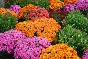 colorful chrysanthemum flowers outdoor in autumn season