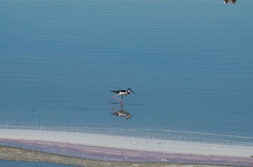 Black necked stilt