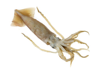 fresh squid isolated on the white background
