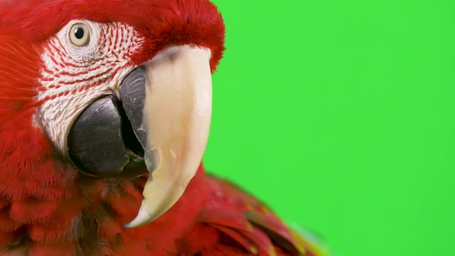 Macro close-up of a macaw parrot looking at the camera as if asking a question with copy space on the right