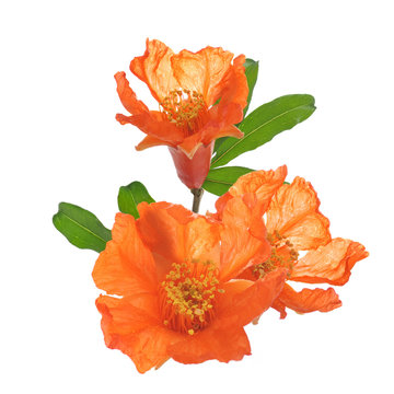 ザクロの花 の画像 22 226 件の Stock 写真 ベクターおよびビデオ Adobe Stock ザクロの花 の画像 22 226 件の Stock 写真 ベクターおよびビデオ Adobe Stock