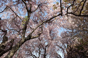 幸田文化公園の桜