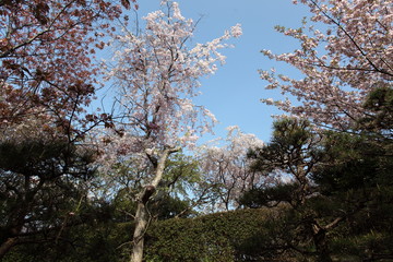 幸田文化公園の桜