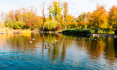 Fototapeta premium autumn landscape in a beautiful park