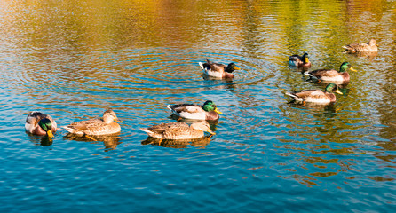 ducks on the lake on a sunny day