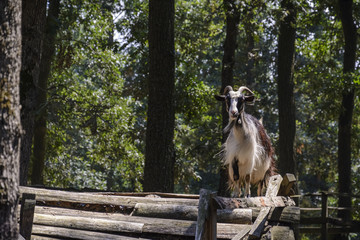 Goat on the top of a pile of Wood.