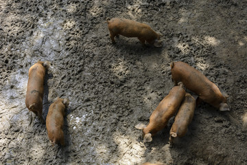 aerial view of pigs looking for foods in the mud.